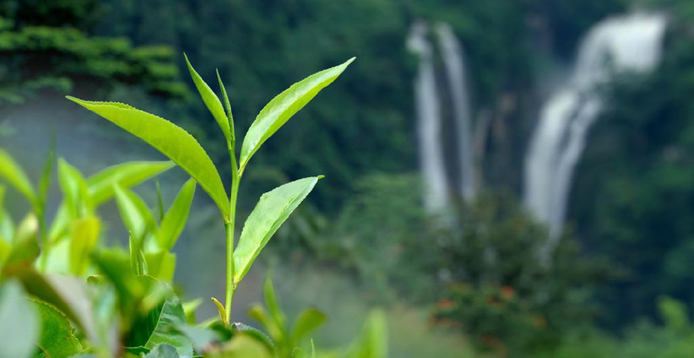 中國源遠流長的茶文化